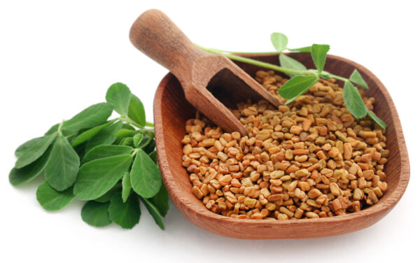 Fenugreek seeds with green leaves over white