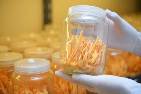 cordyceps-militaris-glass-bottles-within-light-temperature-control-room-chinese-medicine-scaled