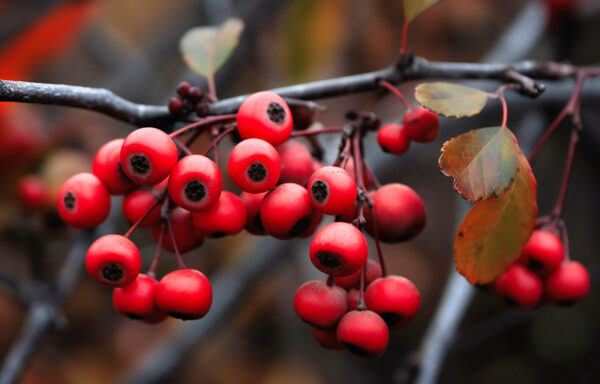 Red Berries are hanging from this tree branch