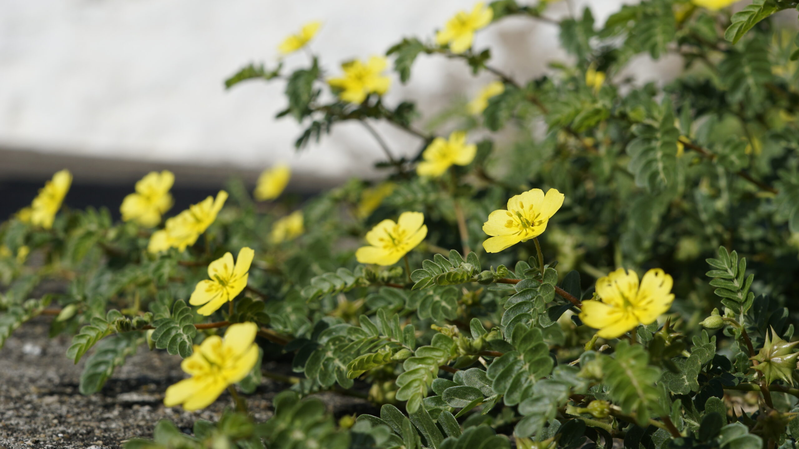 Tribulus terrestris also known as Caltrop, Tribulus, Catshead, Common dubbletjie, Puncturevine, Goat head, Devils thorn, Devils weed, Small caltrops,Land calotrops, Calthrop, Devils eyelash.